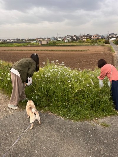 ラットテイル大根