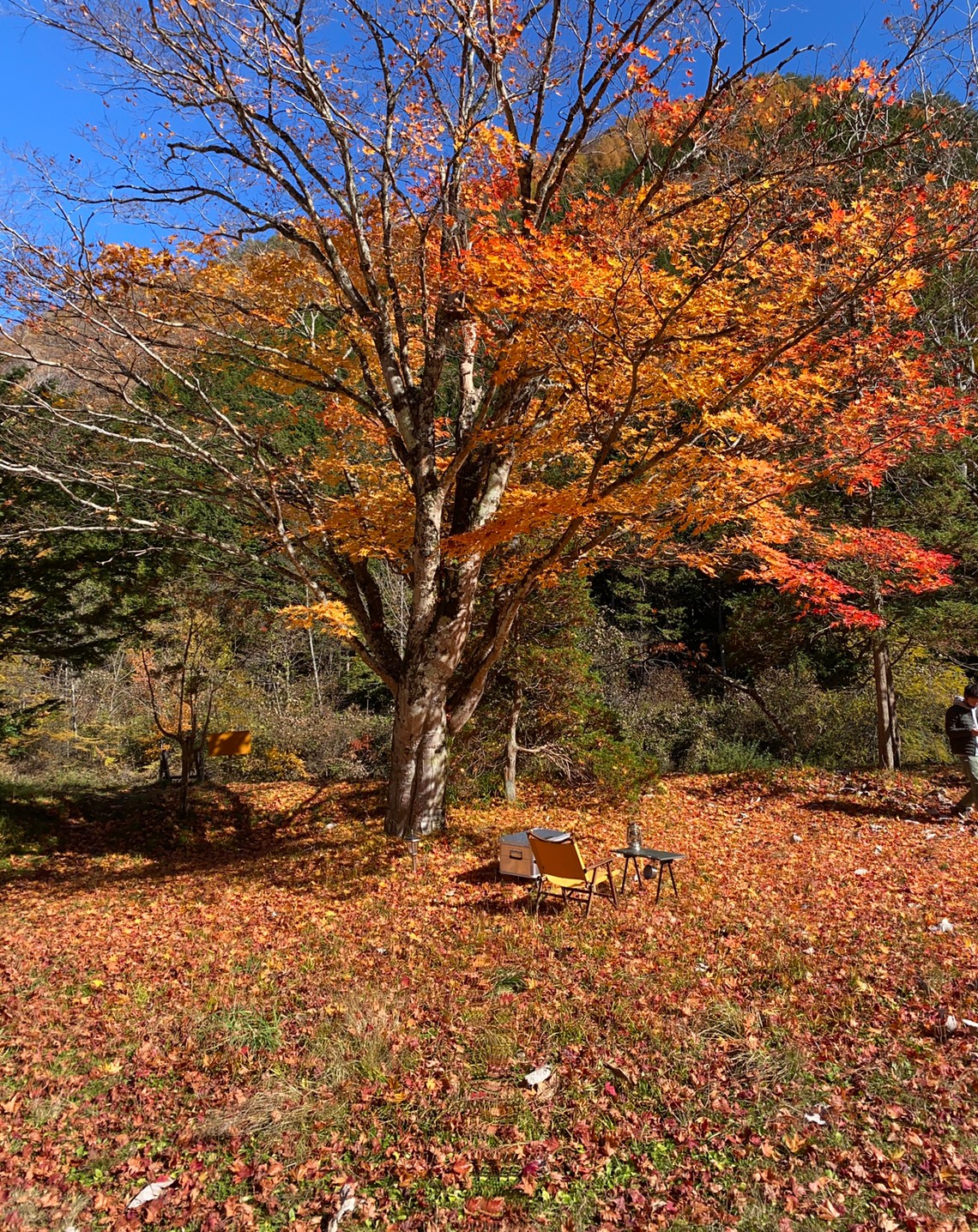 紅葉