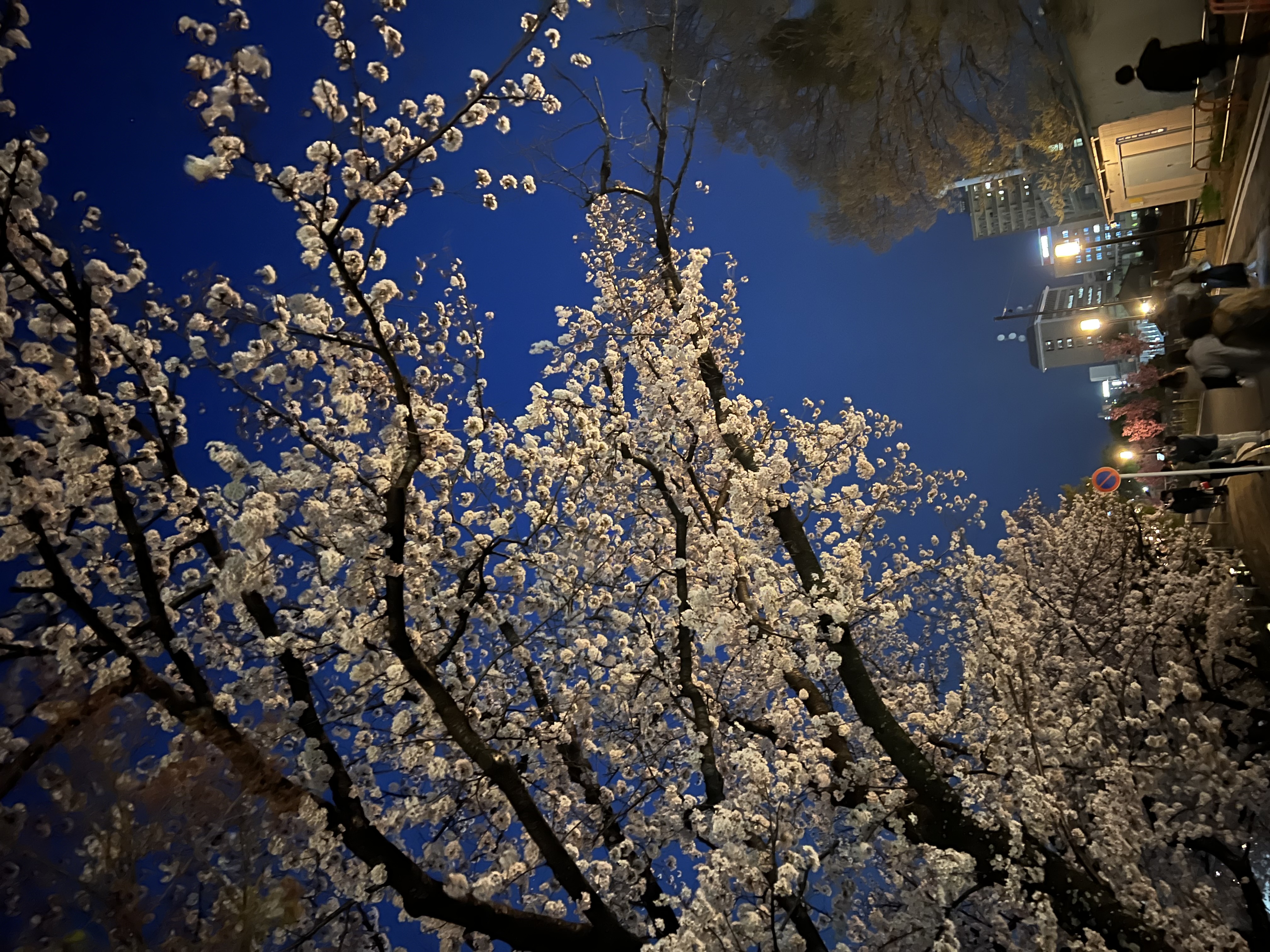 夜桜